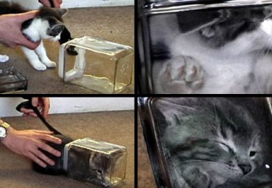 La falsa historia del psicópata del papel alusa y la historia de los gatos Bonsai